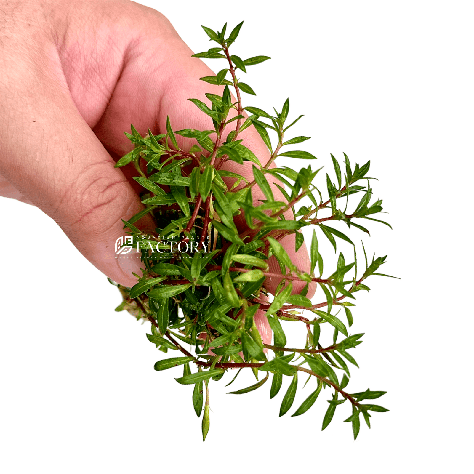 Ludwigia Brevipes Needle Leaf Repens Red APF Aquarium Plants Factory®