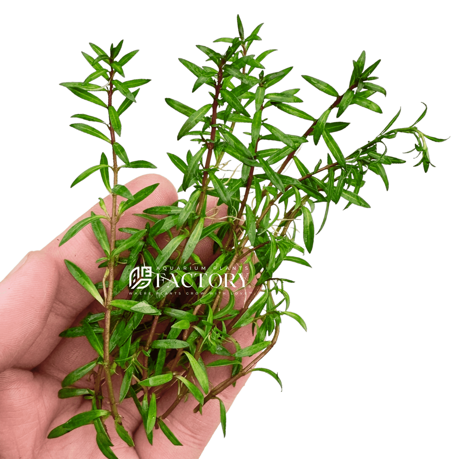 Ludwigia Brevipes Needle Leaf Repens APF Aquarium Plants Factory®