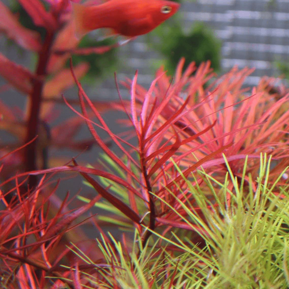 Ludwigia Brevipes Needle Leaf Repens APF Aquarium Plants Factory®