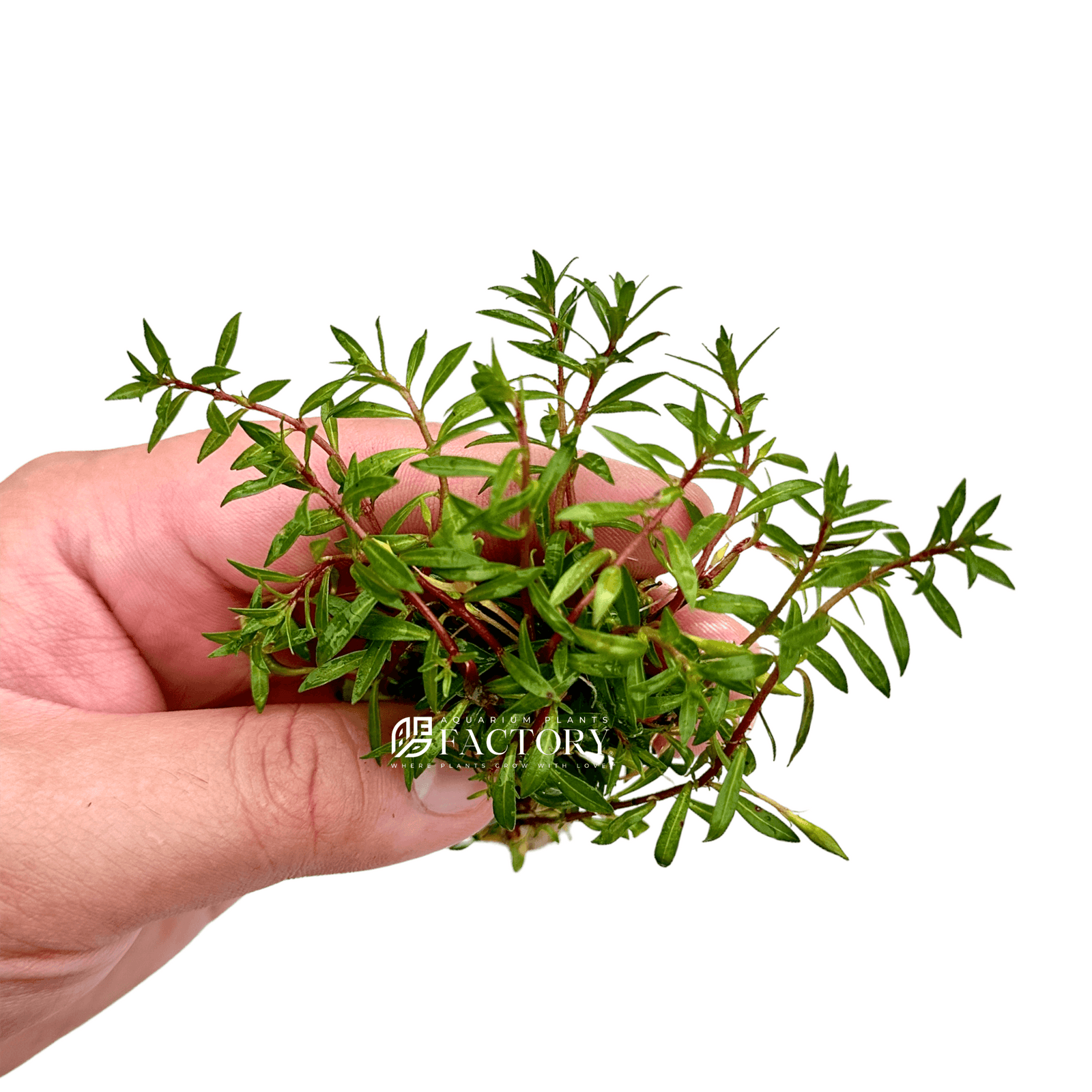 Ludwigia Brevipes Needle Leaf Repens Red APF Aquarium Plants Factory®