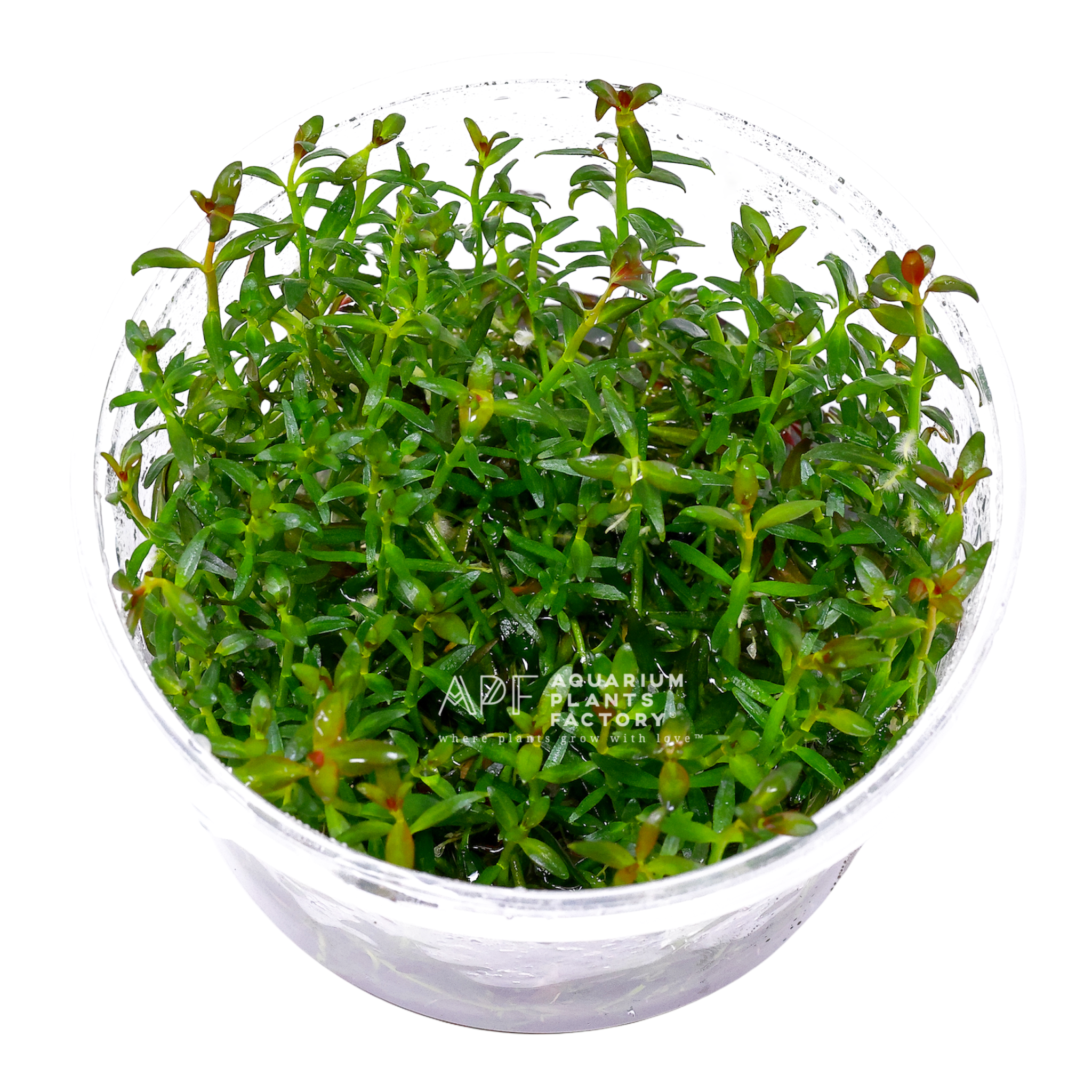 Ludwigia Brevipes - Tissue Culture Cup - Aquarium Plants Factory