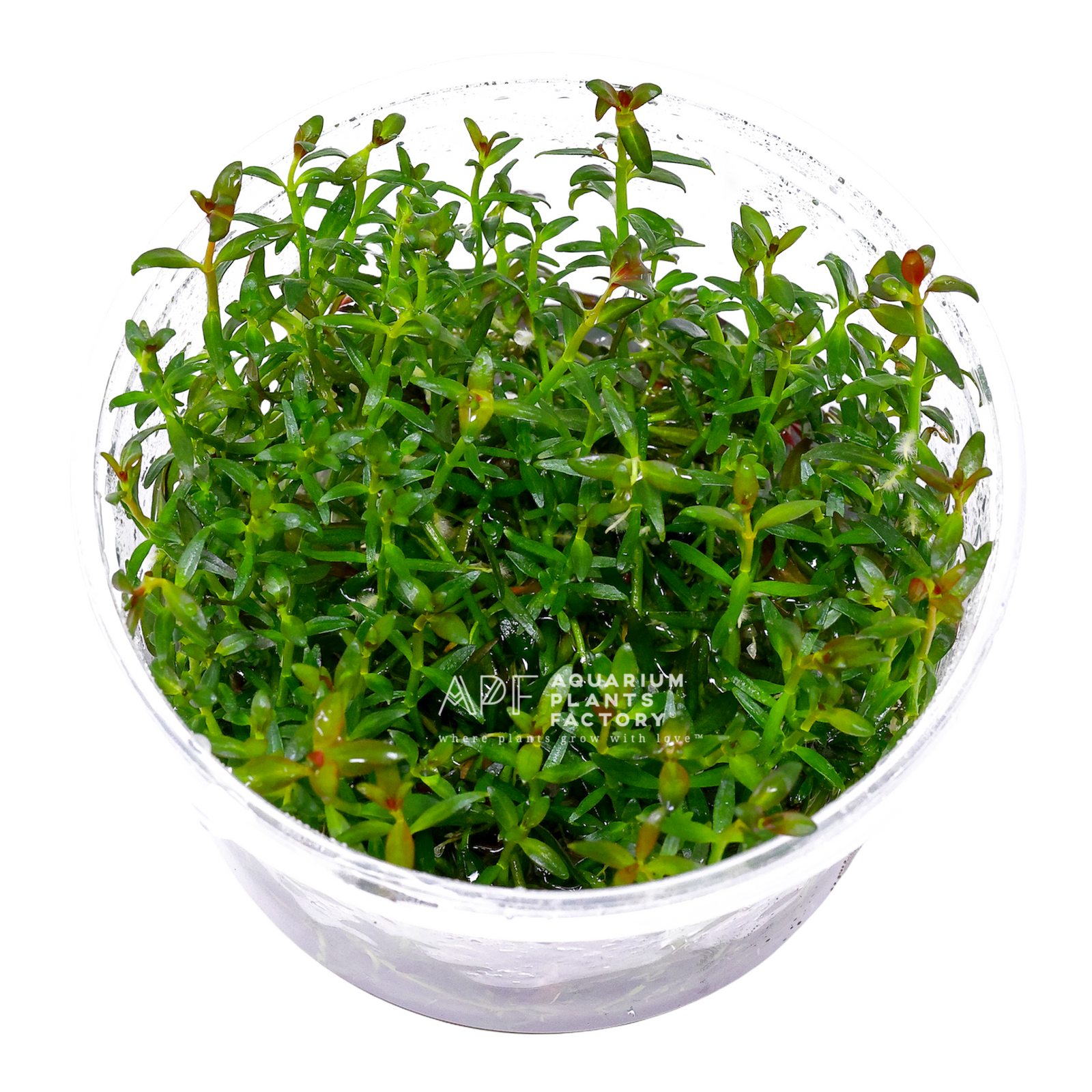 Ludwigia Brevipes - Tissue Culture Cup - Aquarium Plants Factory
