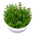 Ludwigia Brevipes - Tissue Culture Cup - Aquarium Plants Factory