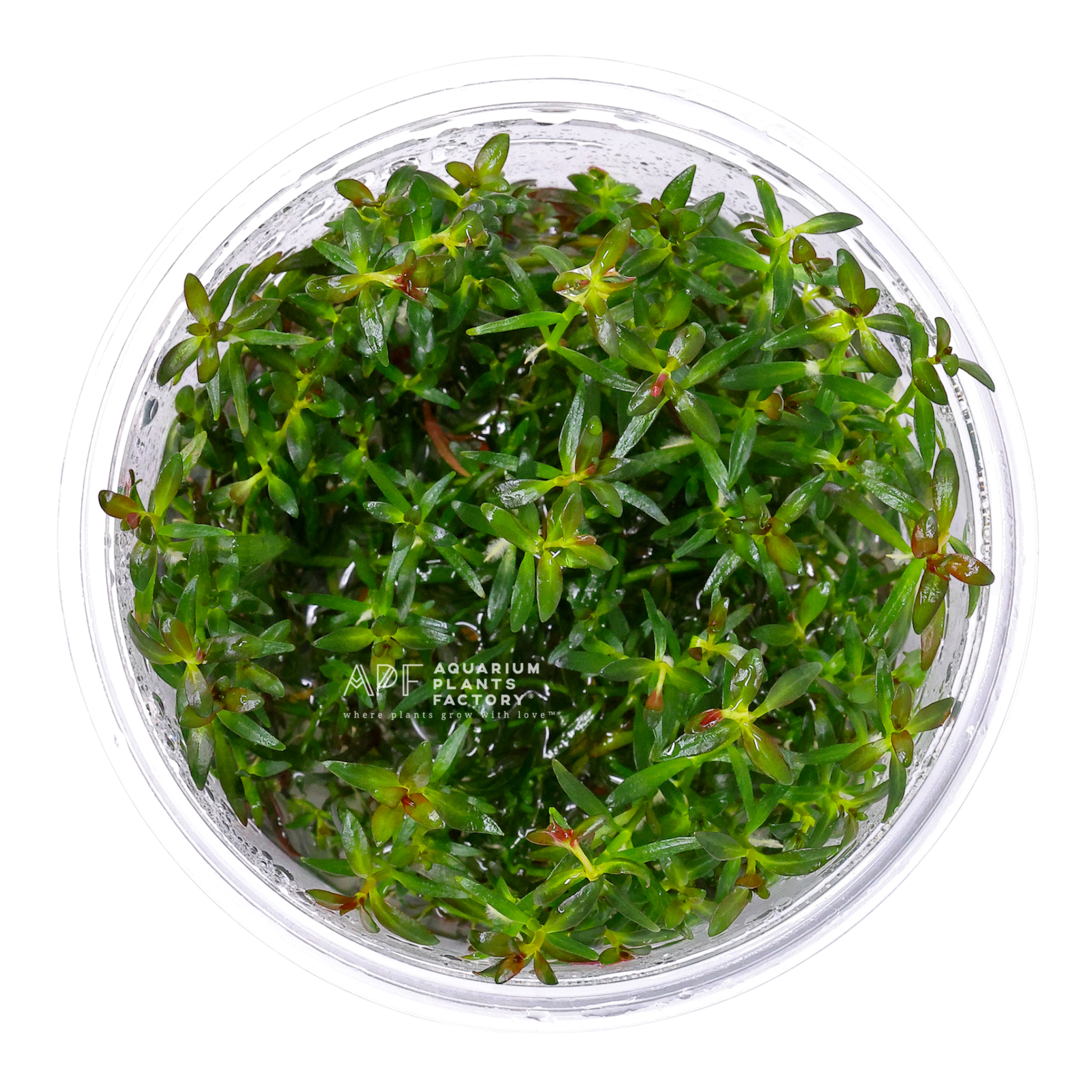 Ludwigia Brevipes - Tissue Culture Cup - Aquarium Plants Factory