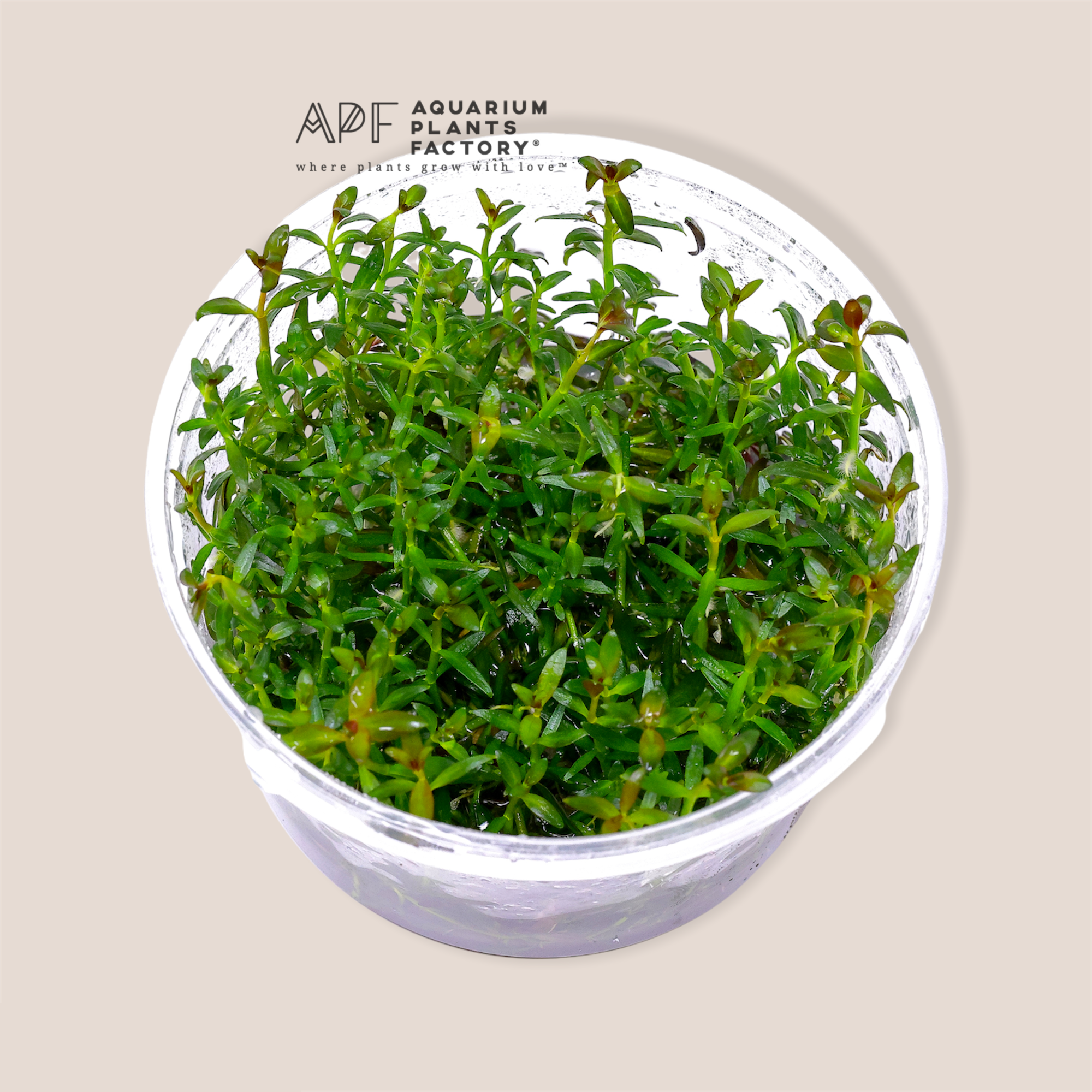 Ludwigia Brevipes - Tissue Culture Cup - Aquarium Plants Factory