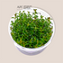Ludwigia Brevipes - Tissue Culture Cup - Aquarium Plants Factory