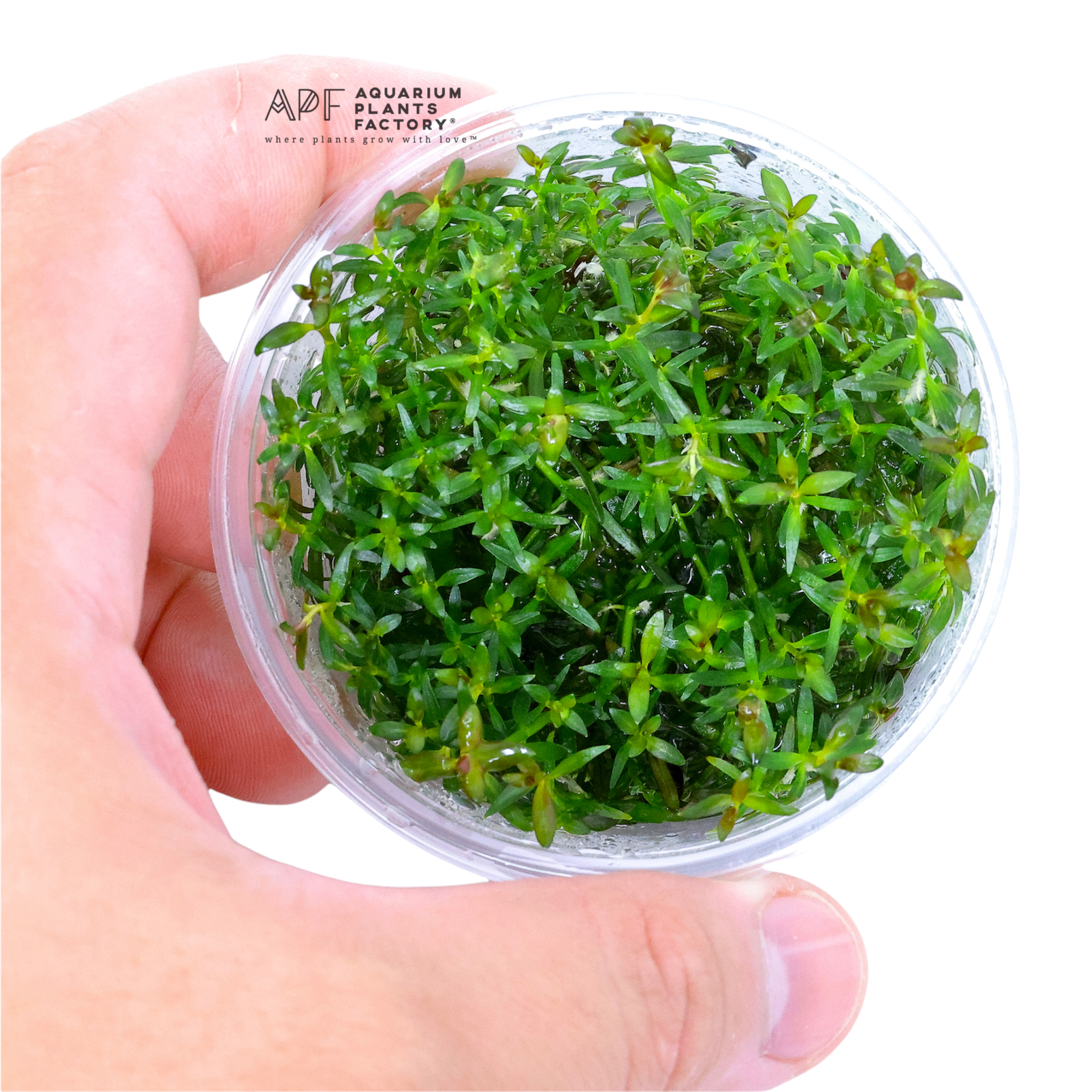 Ludwigia Brevipes - Tissue Culture Cup - Aquarium Plants Factory