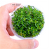Ludwigia Brevipes - Tissue Culture Cup - Aquarium Plants Factory