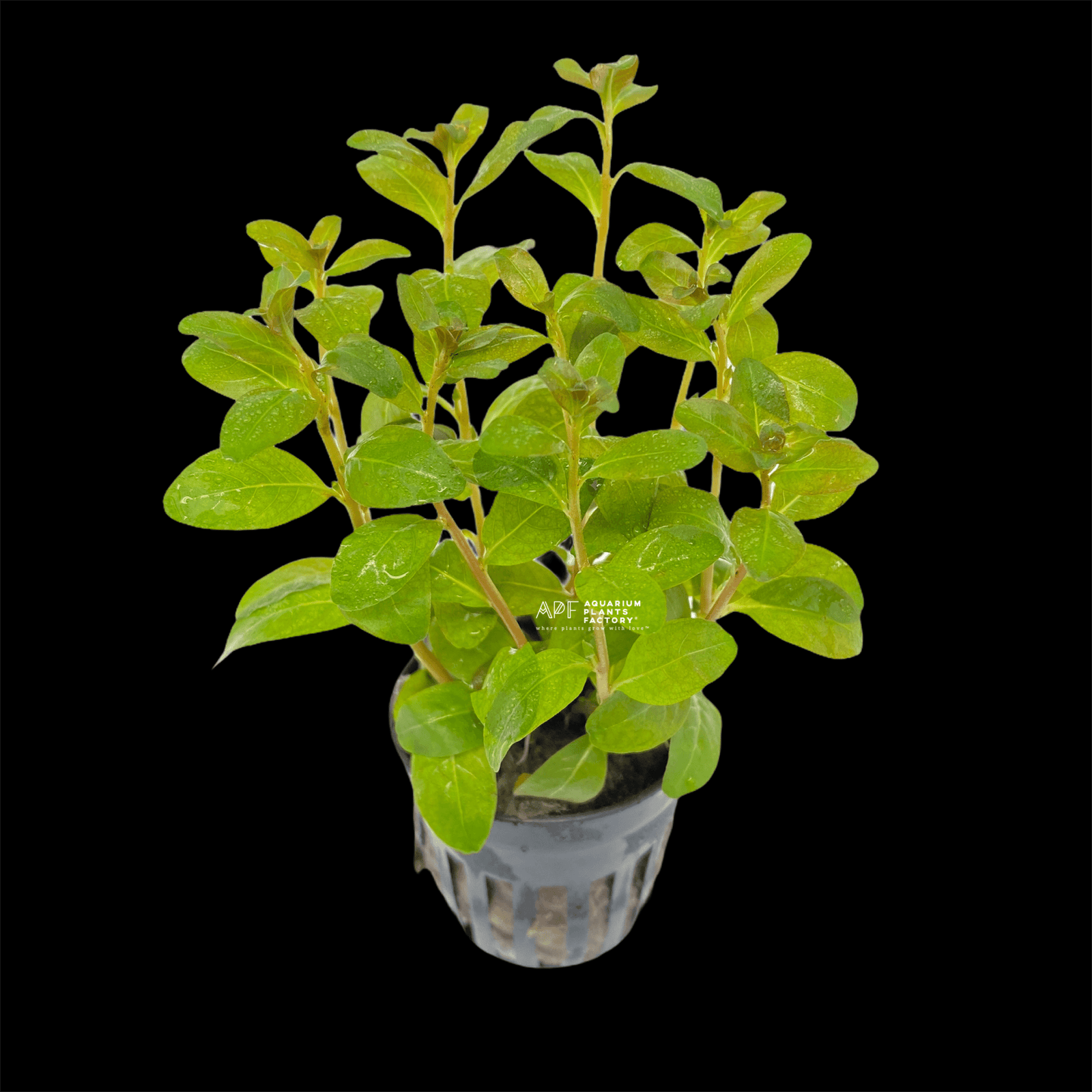 Ludwigia Guinea - Aquarium Plants Factory