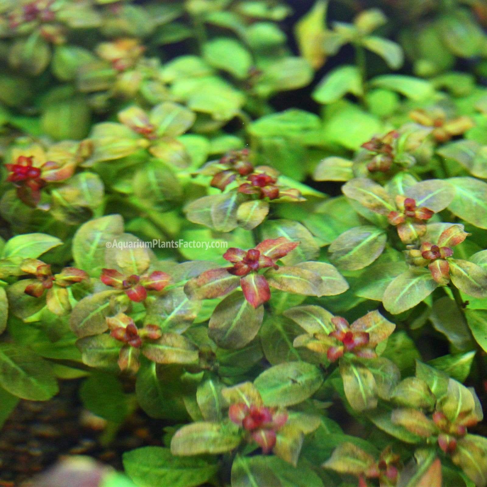 Ludwigia Senegalensis / Ludwigia Guinea | APF Aquarium Plants Factory®