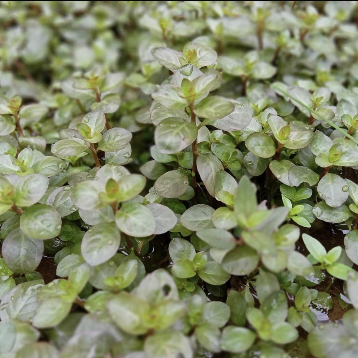 Ludwigia Ovalis - Aquarium Plants Factory