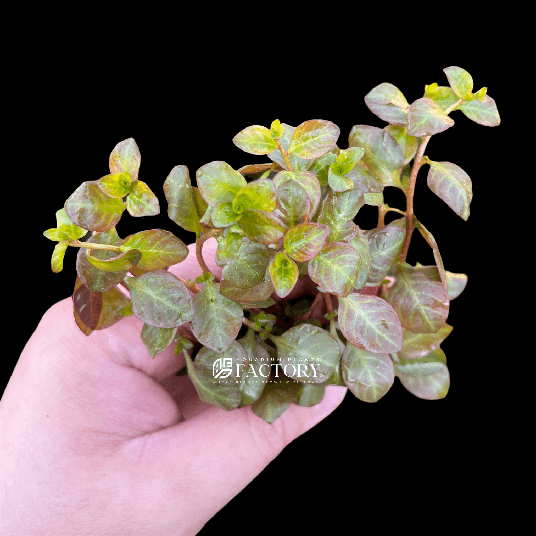 Ludwigia Ovalis Pink