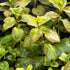 Ludwigia Ovalis - Aquarium Plants Factory