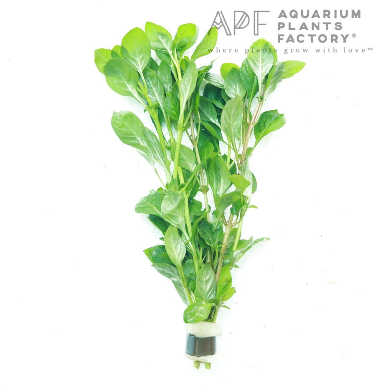 Ludwigia Repens - Easy Freshwater Aquarium Plant | Aquarium Plants Ludwigia Repens - Easy Freshwater Aquarium Plant | Aquarium Plants