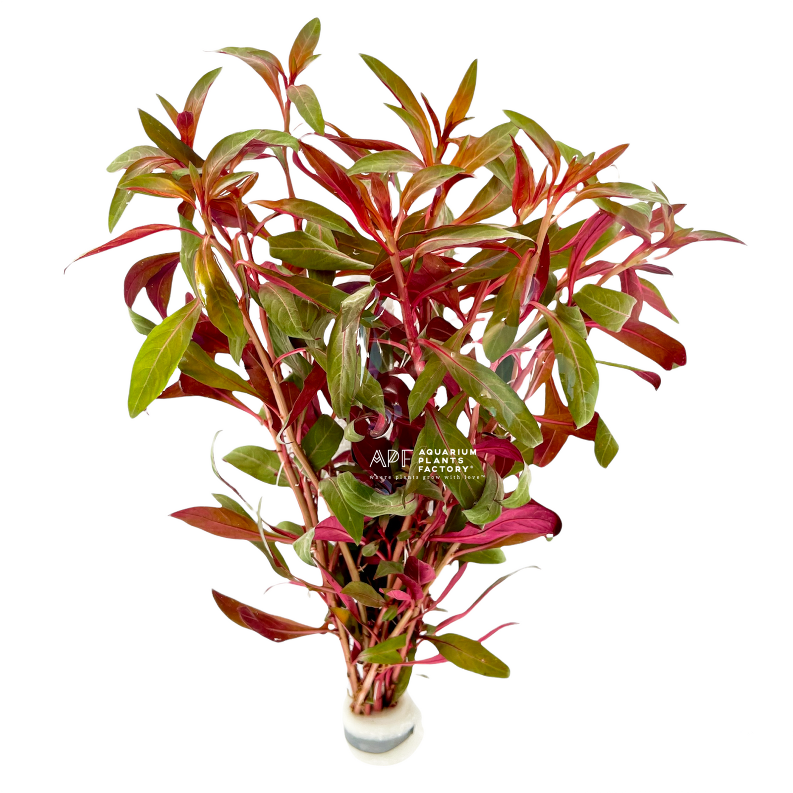 Ludwigia Peruensis - Aquarium Plants Factory