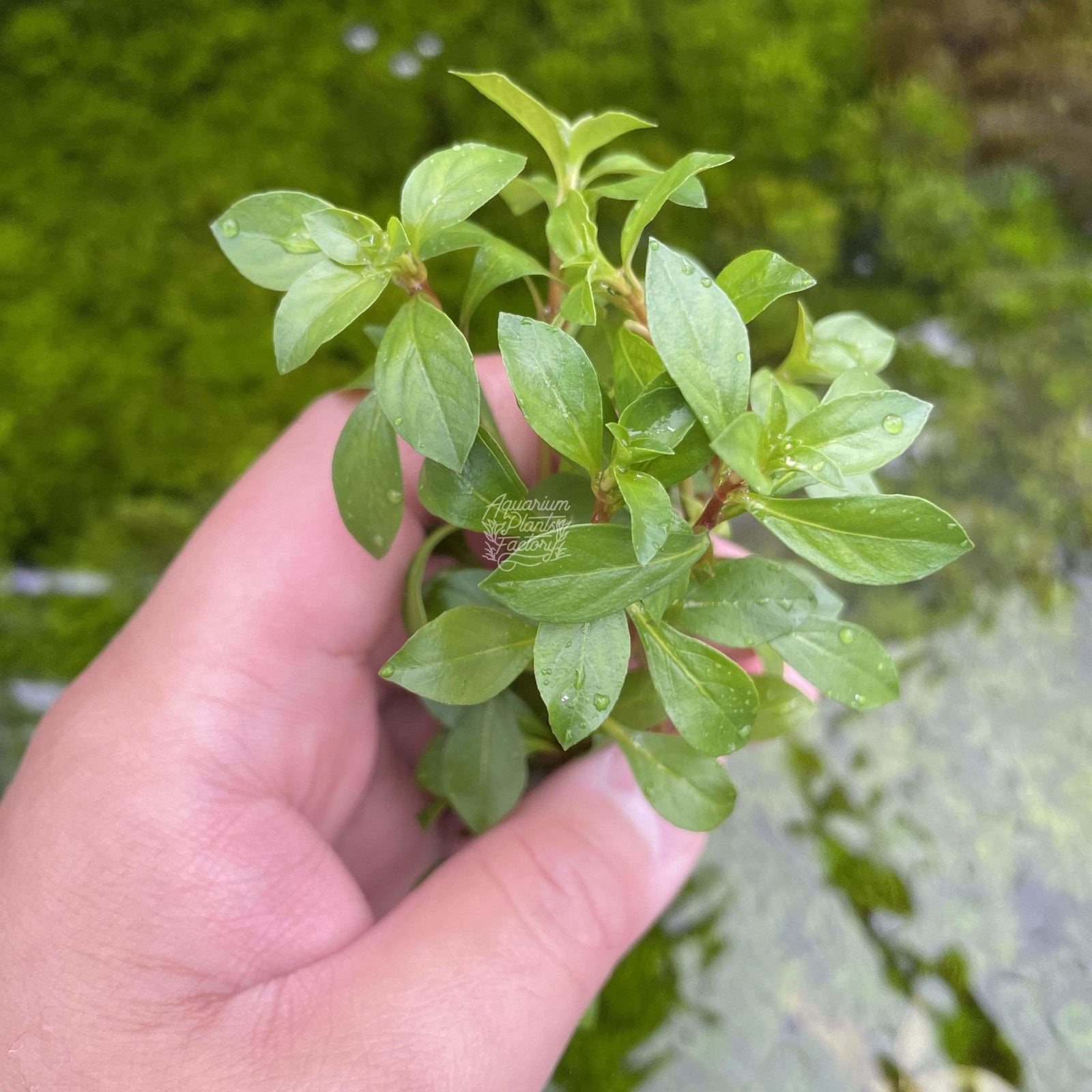 Red Ludwigia midground aquarium plant in aquascape