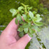 Red Ludwigia midground aquarium plant in aquascape