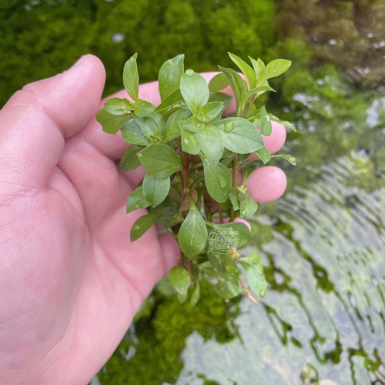 Close-up of Ludwigia repens stem plant under high lighting