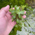 Close-up of Ludwigia repens stem plant under high lighting