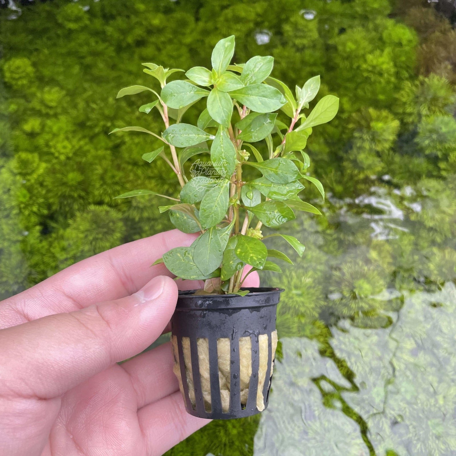 Ludwigia repens is a top-tier choice for aquarists seeking beauty, utility, and simplicity in one plant. With its rich red tones and robust adaptability, this aquatic plant enhances both the health and the aesthetics of any planted aquarium.