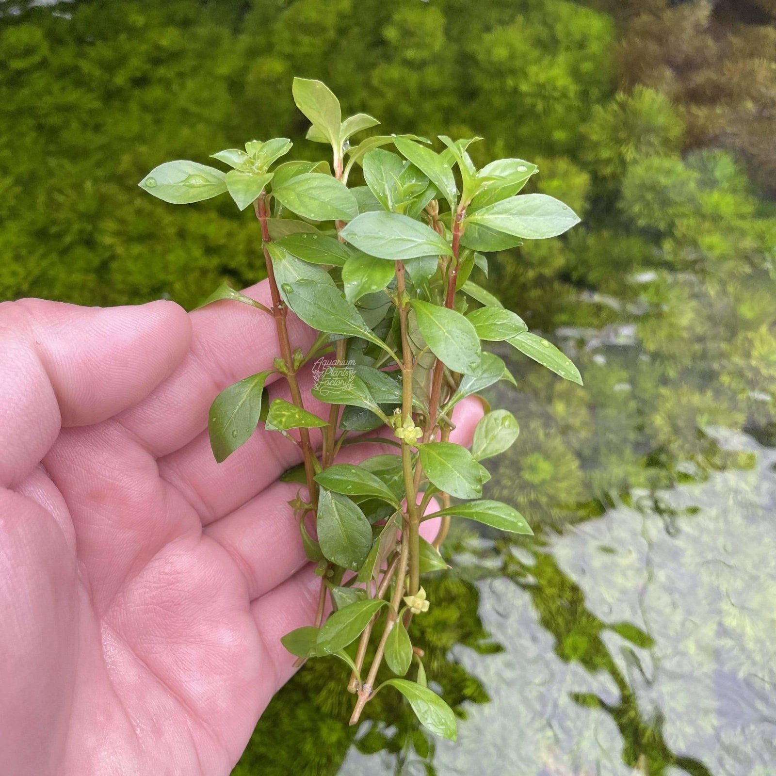 Ludwigia repens with red and green foliage in planted aquarium
