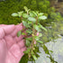 Ludwigia repens with red and green foliage in planted aquarium