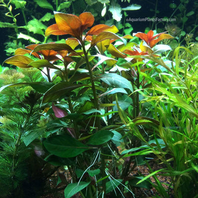 Ludwigia Repens 'Rubin' - Tissue Culture Cup - Aquarium Plants Factory