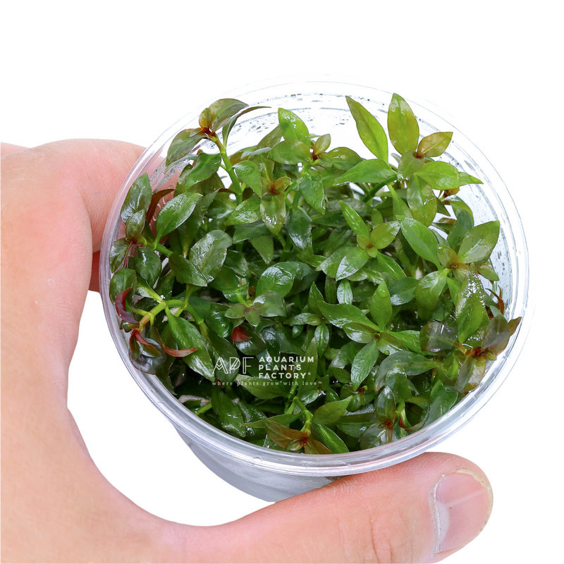 Ludwigia Repens &