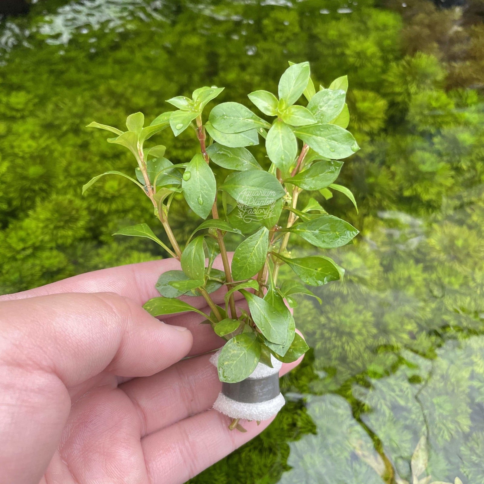Ludwigia repens is a vibrant red aquarium plant perfect for beginners and pros. Fast-growing and easy to propagate, ideal for freshwater aquascapes.