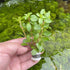 Ludwigia repens is a vibrant red aquarium plant perfect for beginners and pros. Fast-growing and easy to propagate, ideal for freshwater aquascapes.