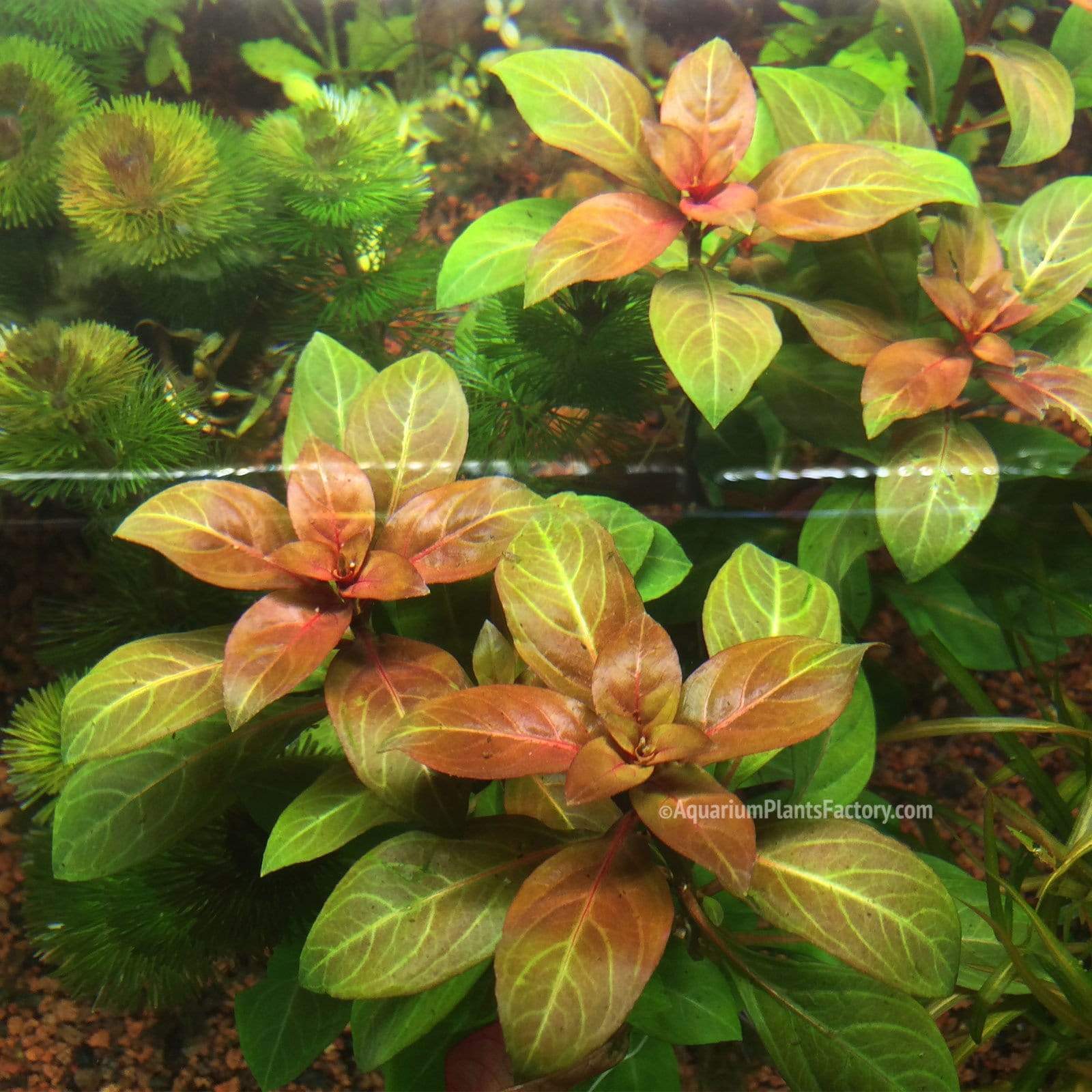 Ludwigia Rubin - Aquarium Plants Factory