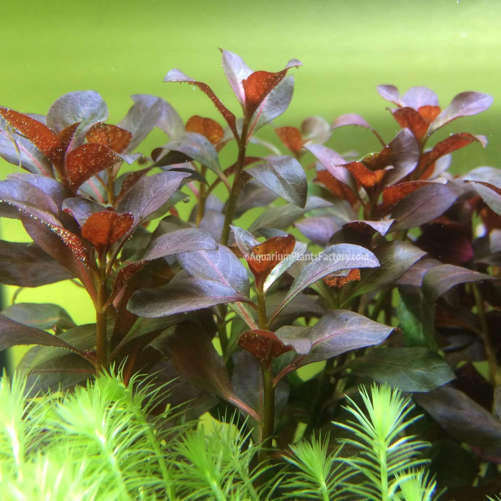 Ludwigia Rubin - Aquarium Plants Factory