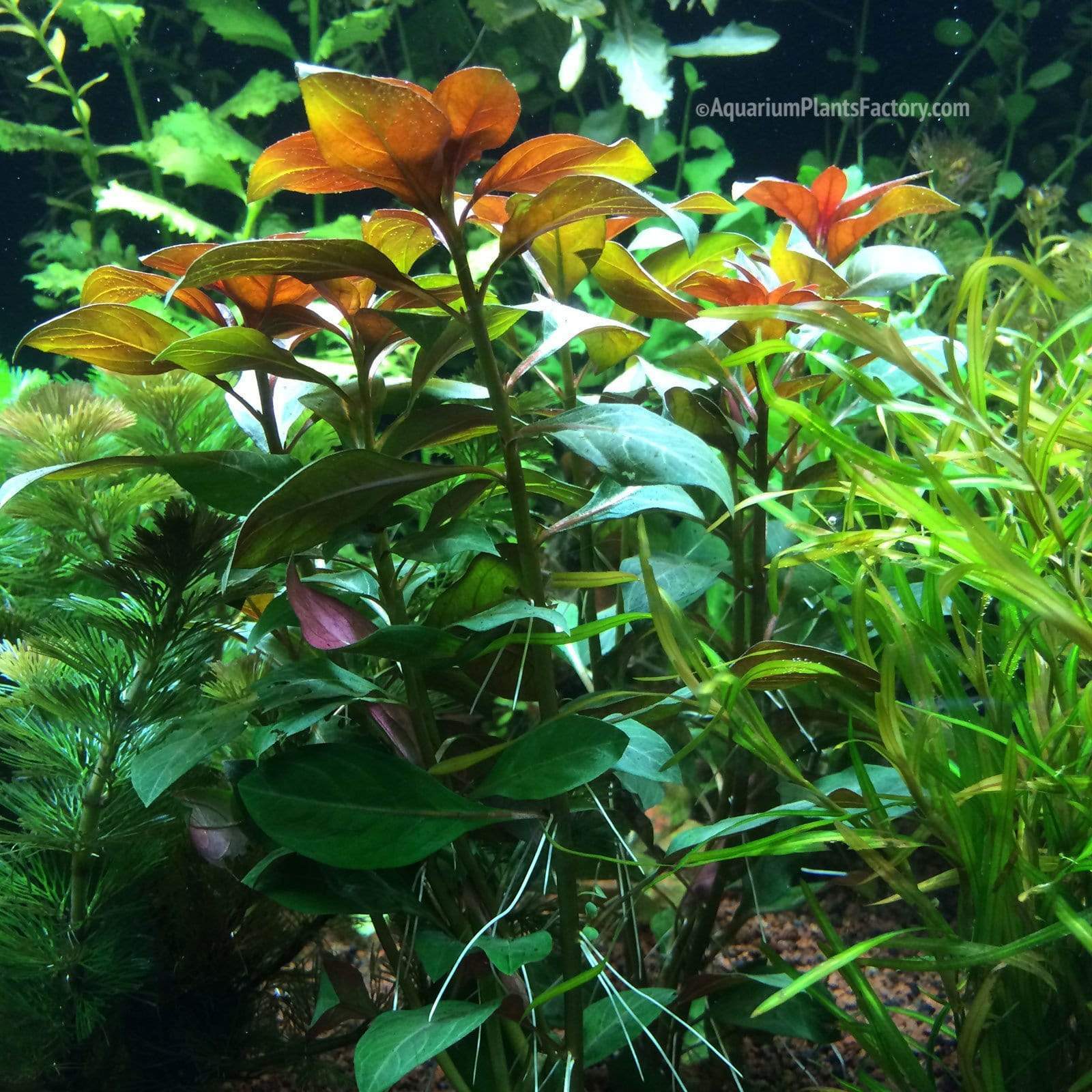 Ludwigia Rubin - Aquarium Plants Factory