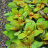 Ludwigia Rubin - Aquarium Plants Factory