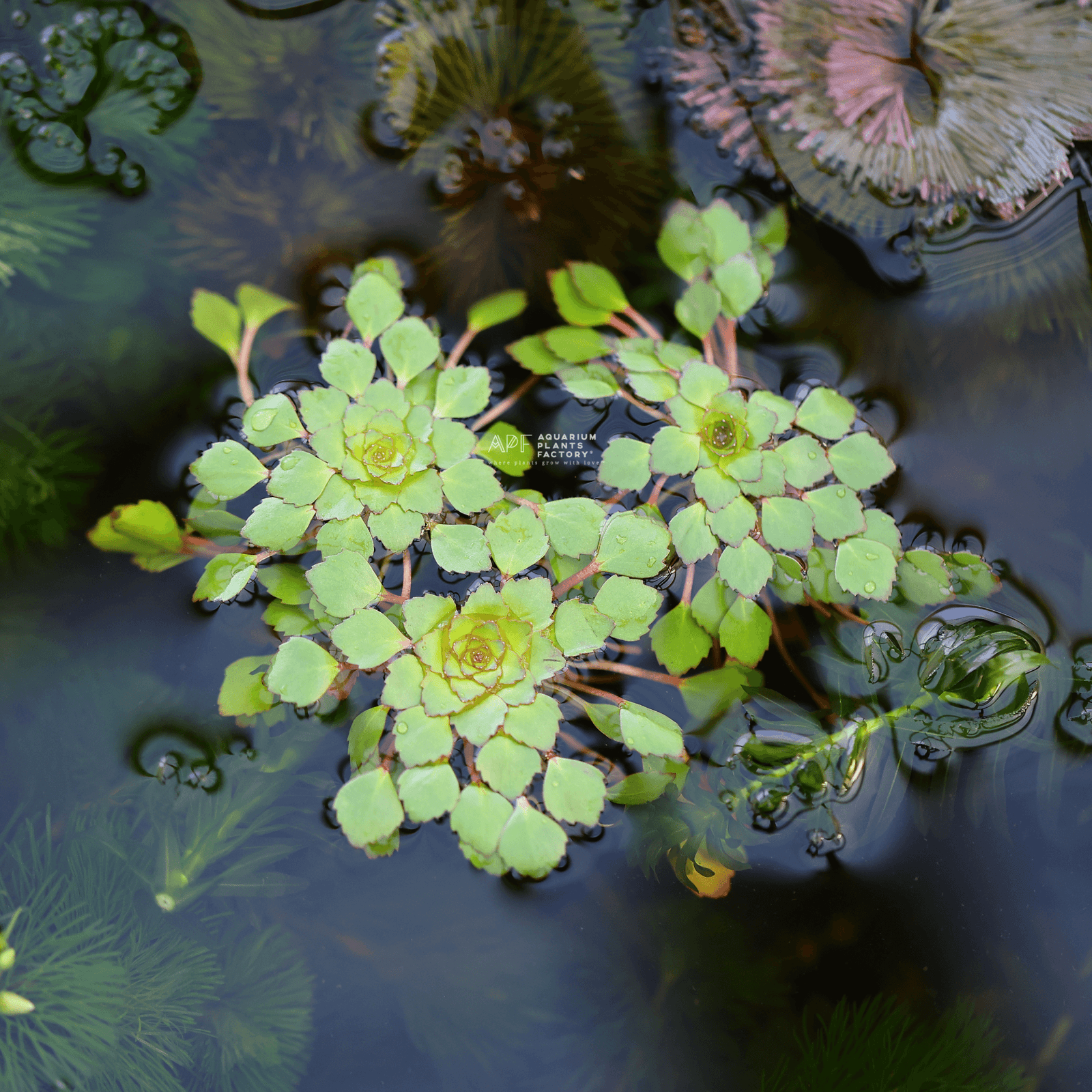 Ludwigia Sedioides - Aquarium Plants Factory