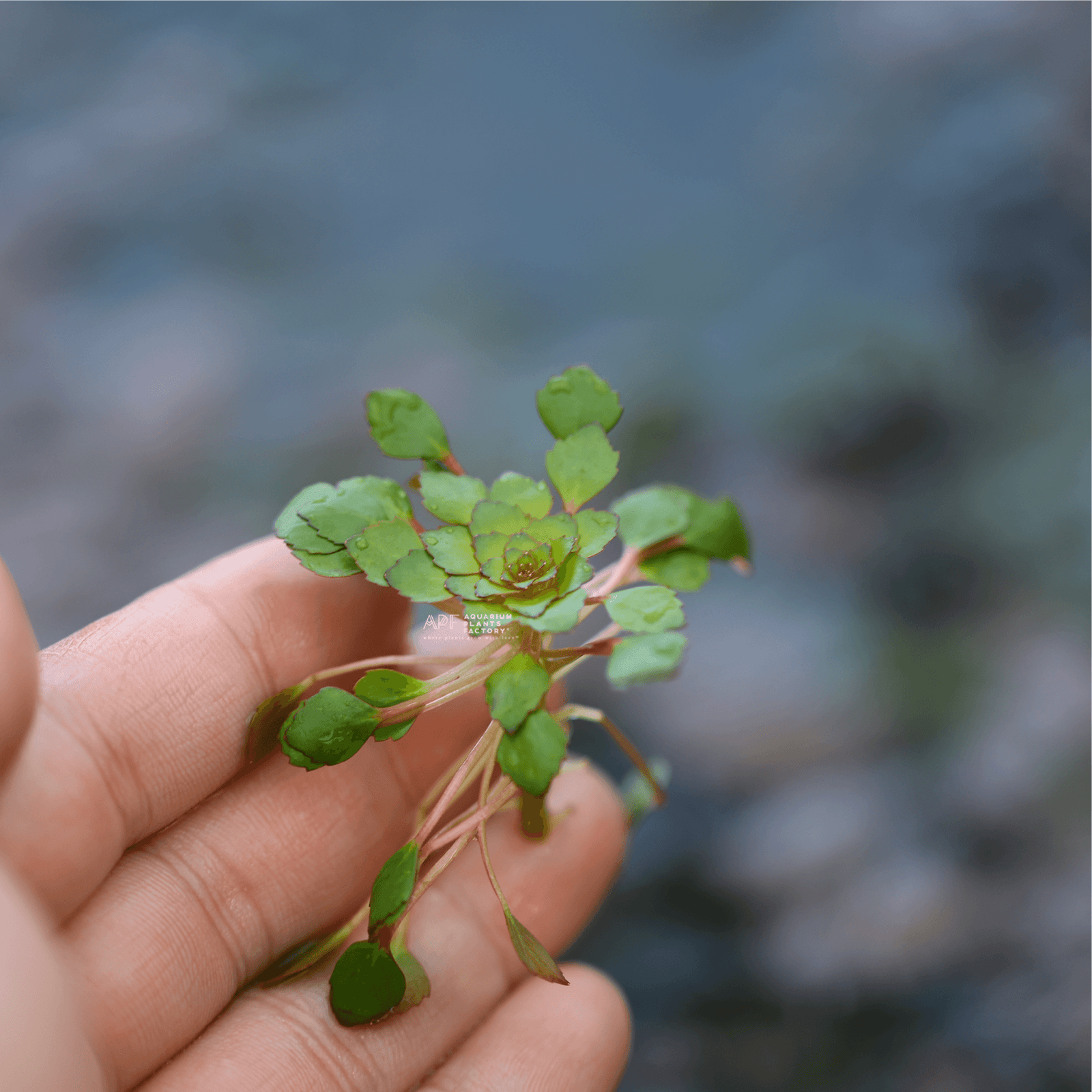 Ludwigia Sedioides - Aquarium Plants Factory