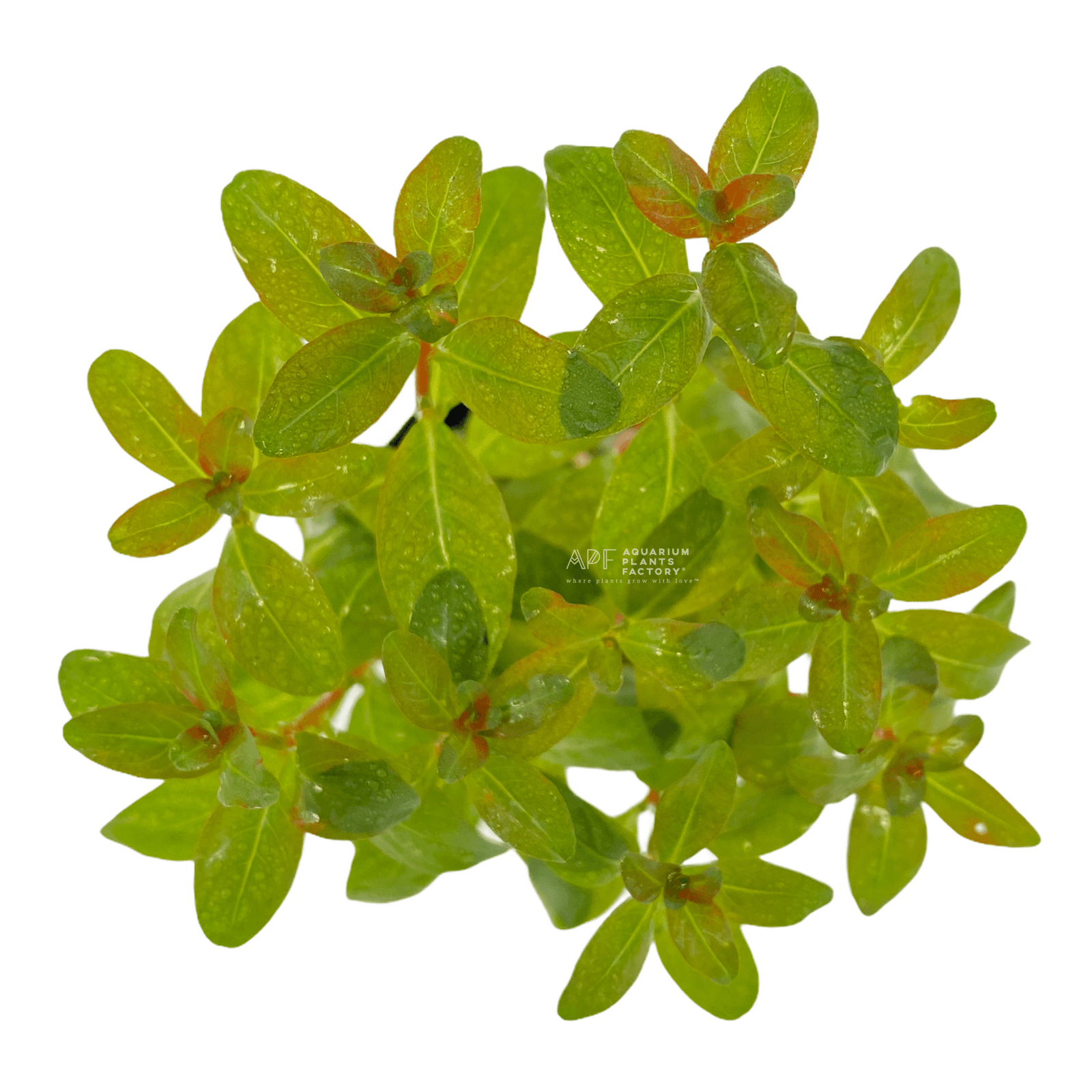 Ludwigia Senegalensis Tissue Culture APF Aquarium Plants Factory®