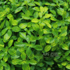 Ludwigia sp. Atlantis, photo 3