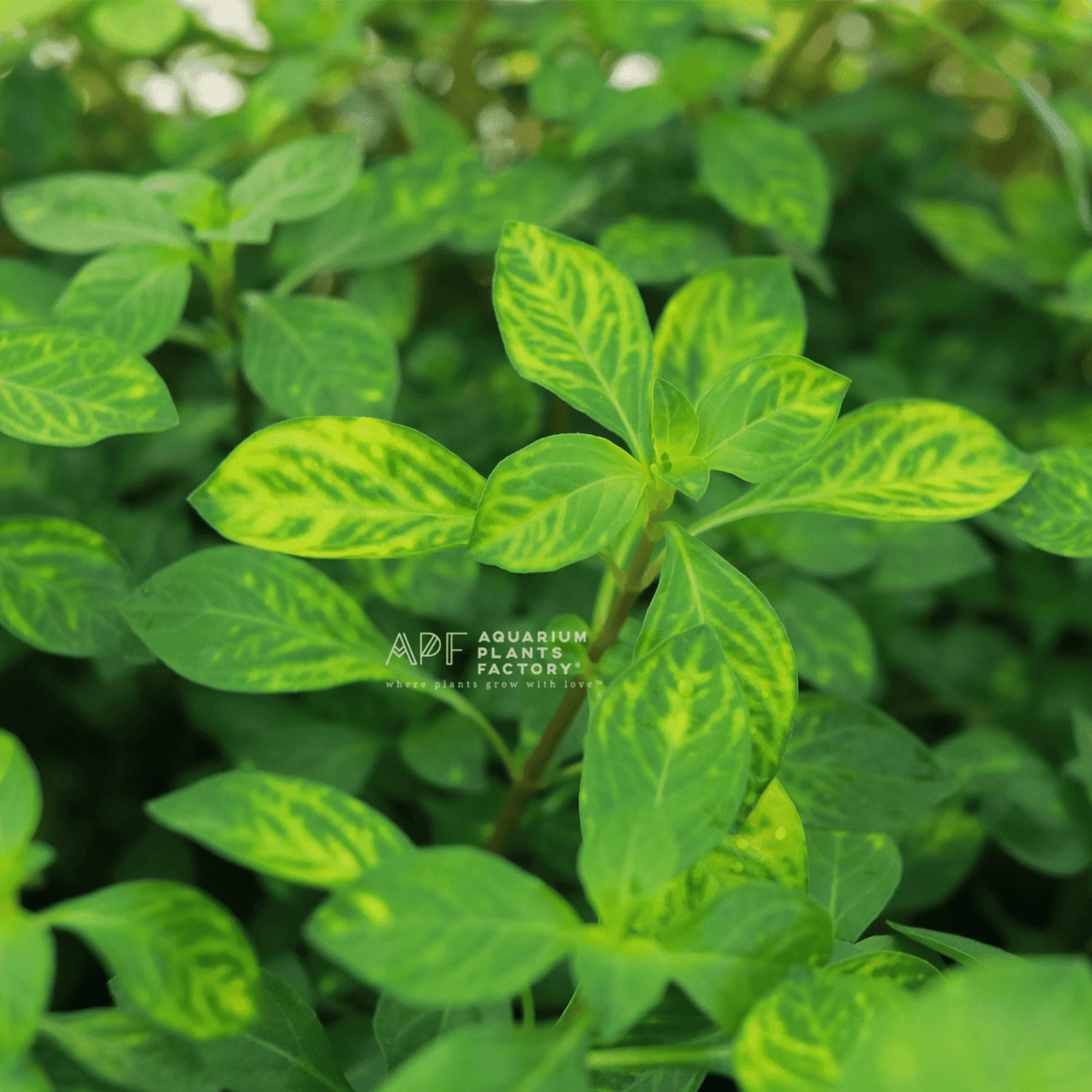Ludwigia sp. Atlantis