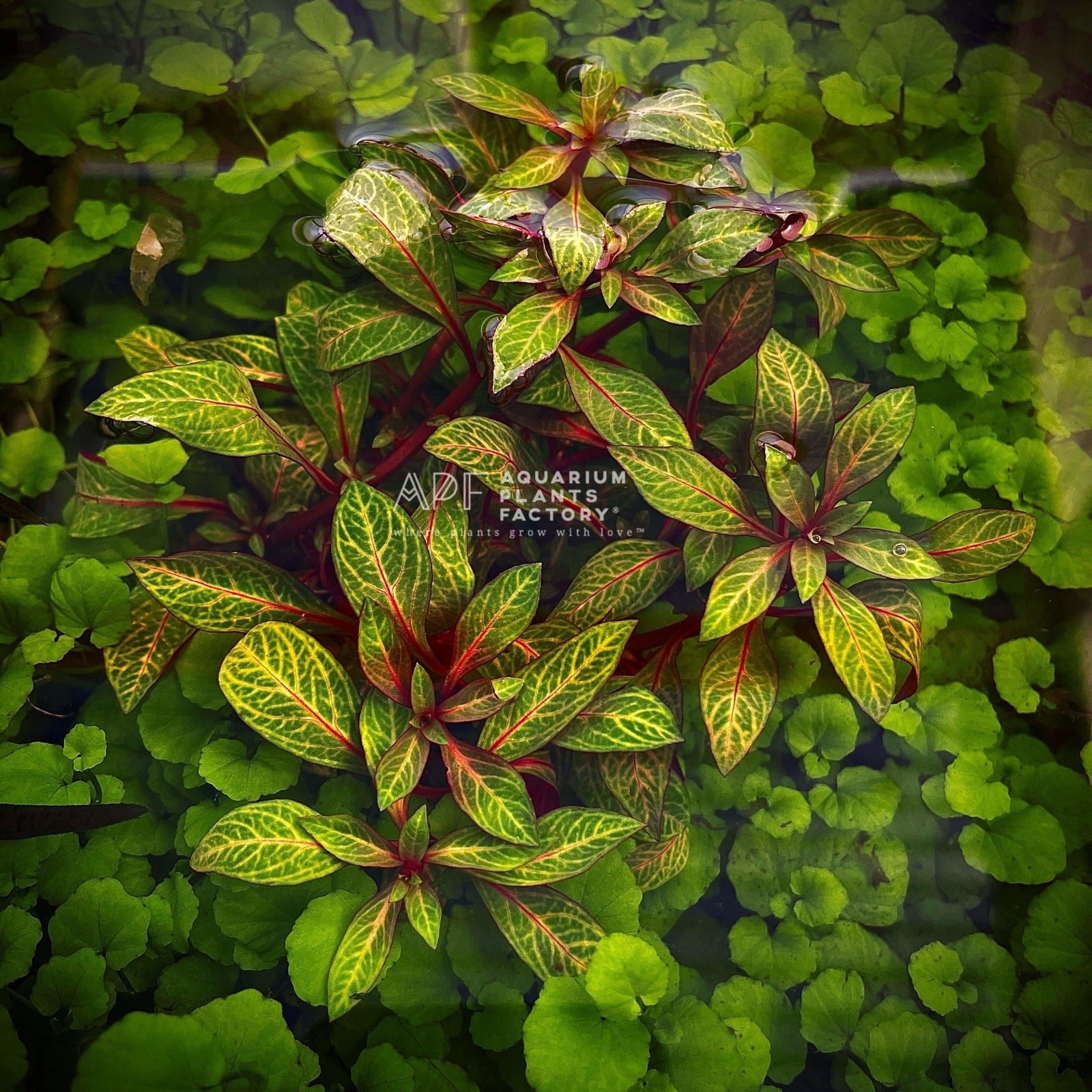 Ludwigia sp. Red Skeleton - Aquarium Plants Factory