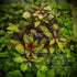 Ludwigia sp. Red Skeleton - Aquarium Plants Factory