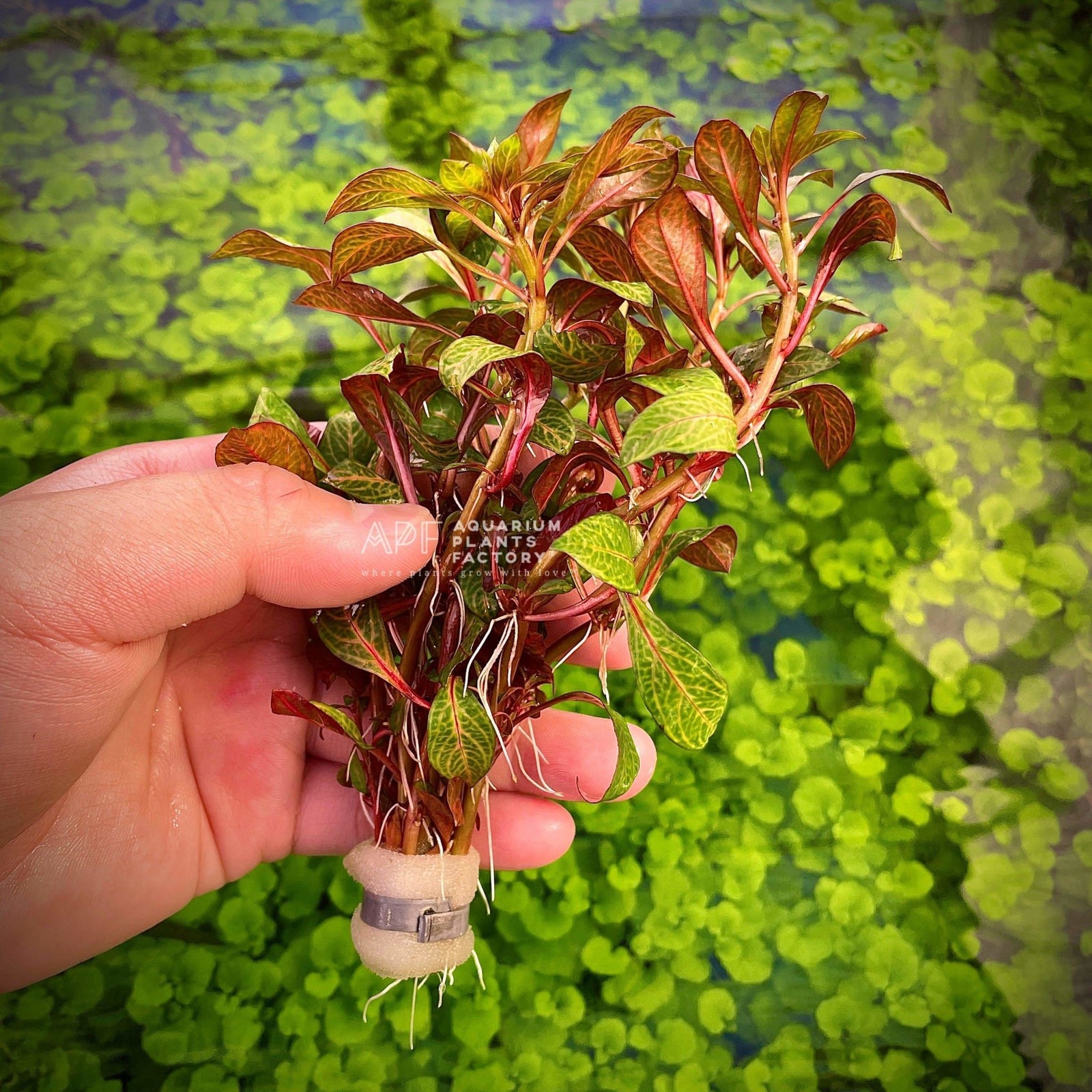 Ludwigia sp. Red Skeleton - Aquarium Plants Factory