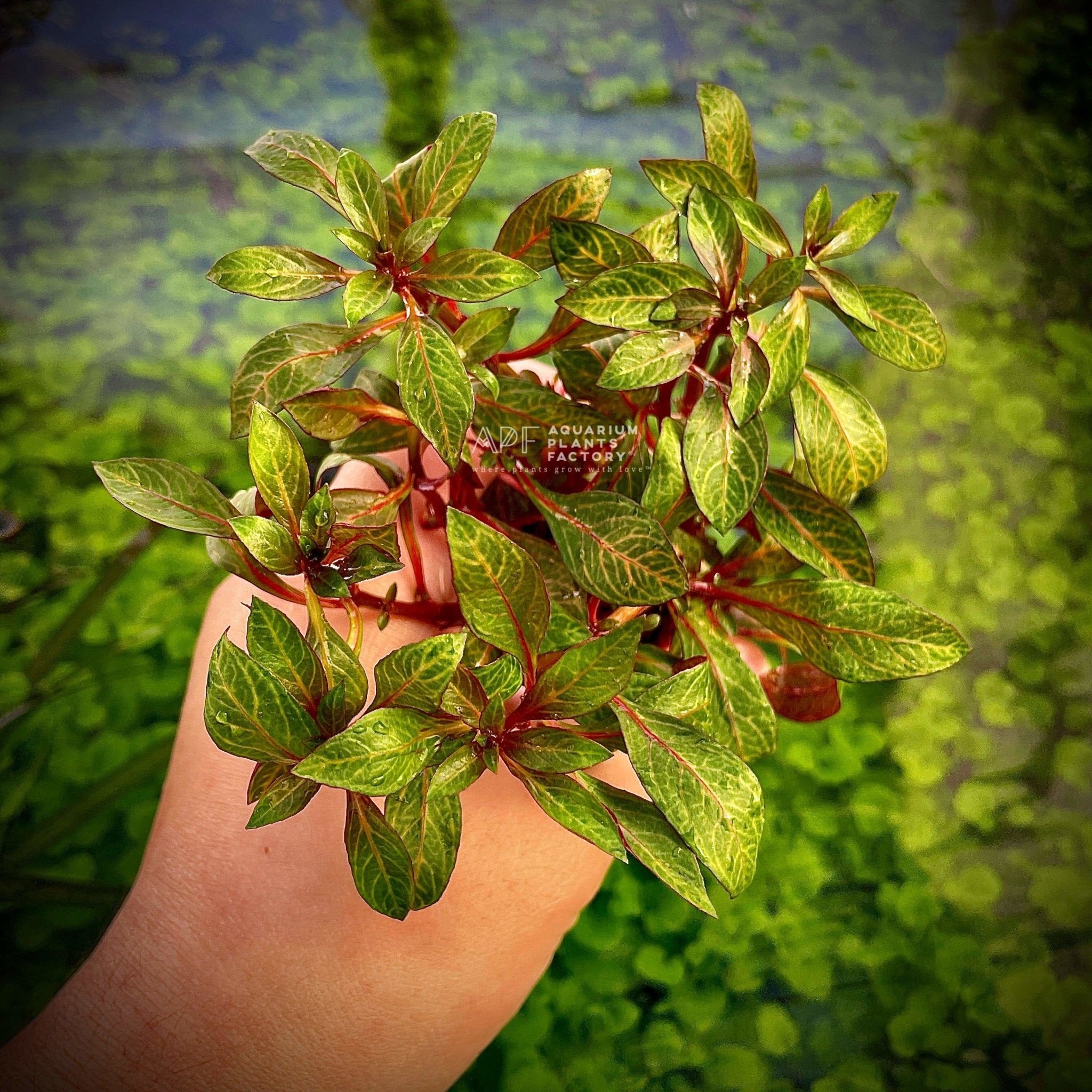 Ludwigia sp. Red Skeleton - Aquarium Plants Factory