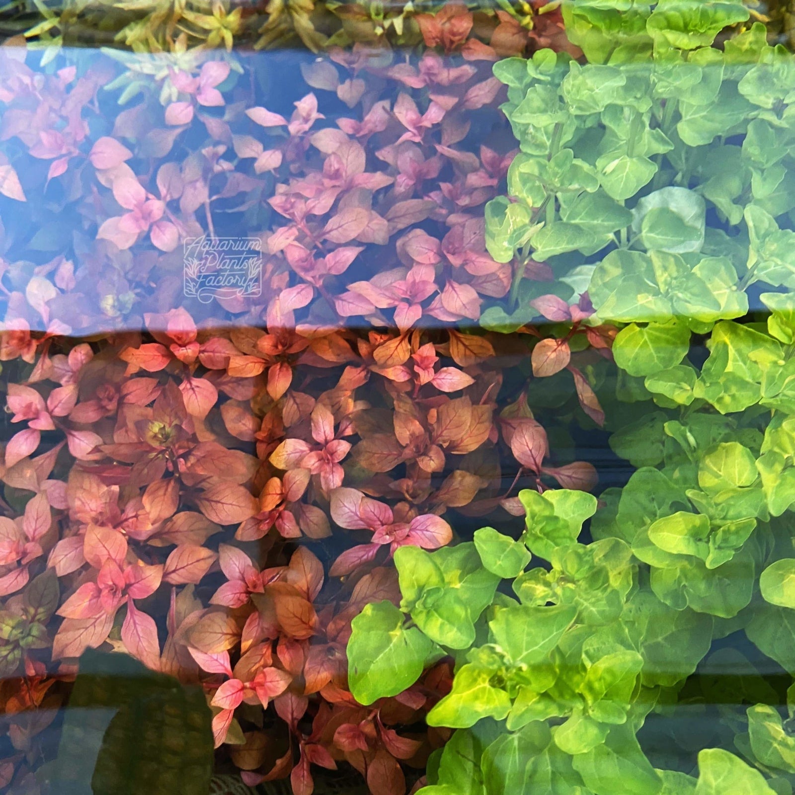 Ludwigia Super Red - Aquarium Plants Factory