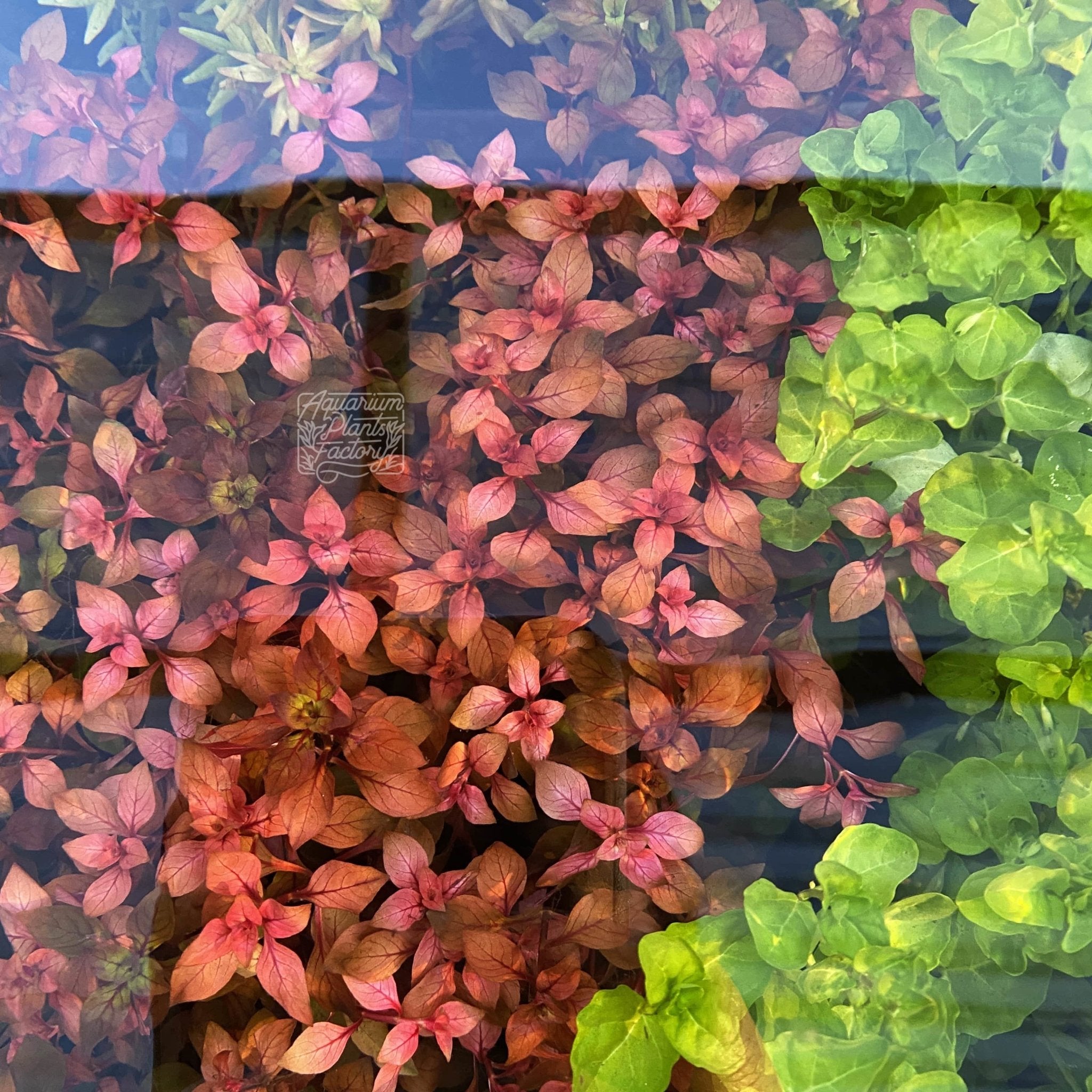 Ludwigia Super Red - Aquarium Plants Factory