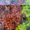 Ludwigia Super Red, photo 4