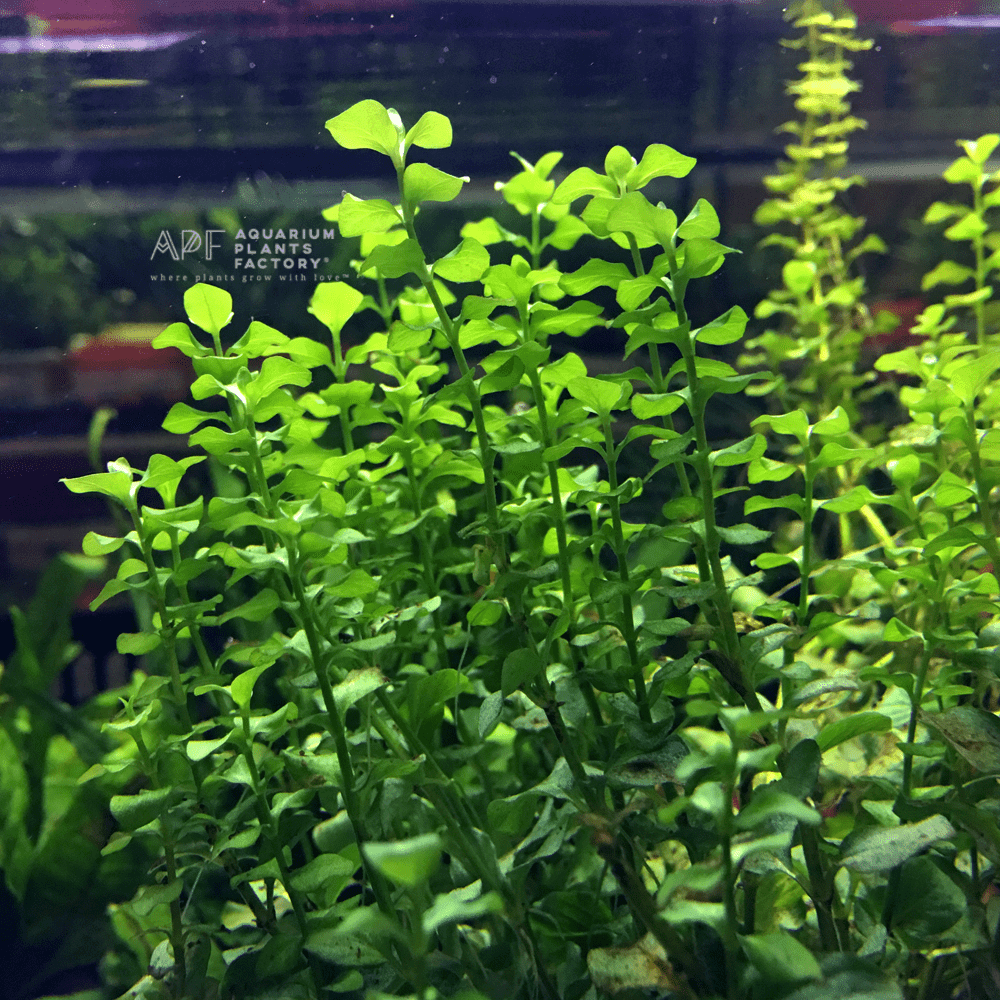 Lysimachia Nummularia Tissue Culture Creeping Jenny - Aquarium Plants Factory