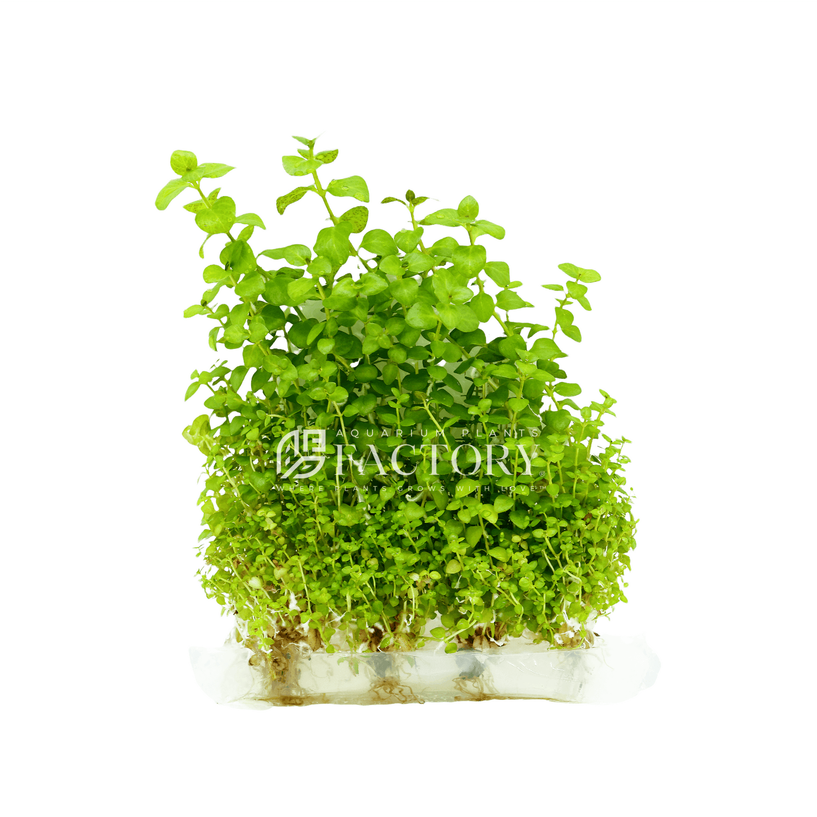 Lysimachia Nummularia Creeping Jenny Tissue Culture APF Aquarium Plants Factory®