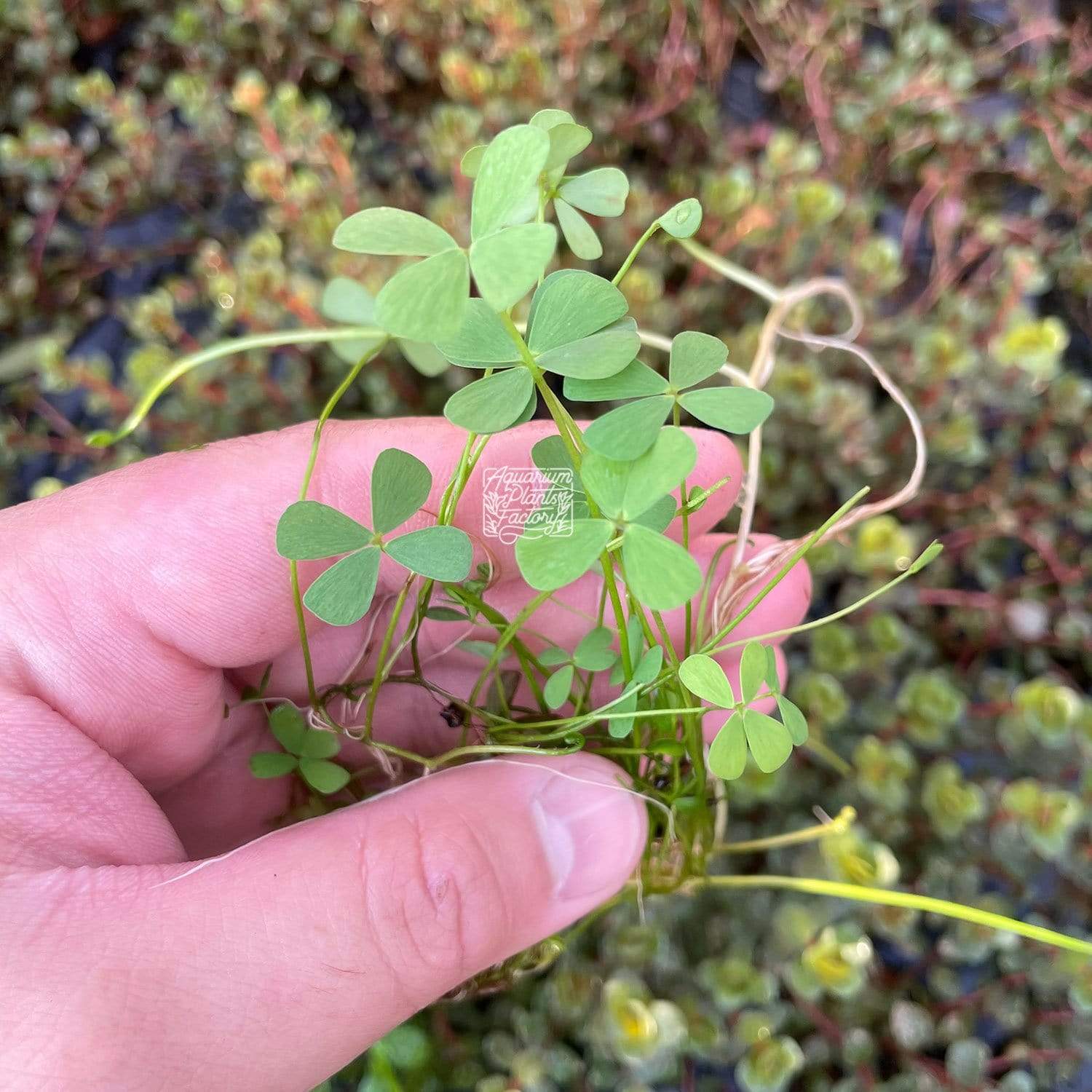 Marsilea Plant