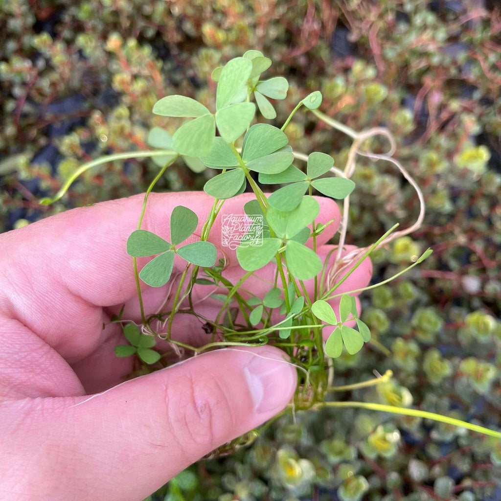 Four Leaf Clover Dwarf